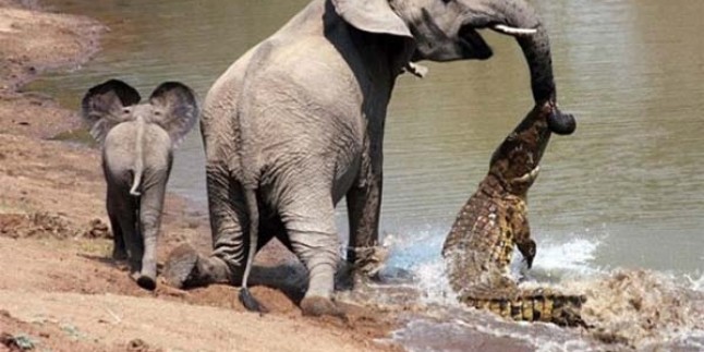 Yavru fil zekasıyla annesini kurtardı